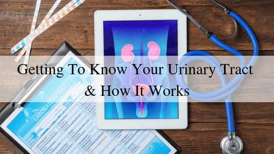 Getting To Know Your Urinary Tract & How It Works